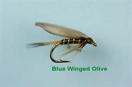 Blue Winged Olive Winged Wet